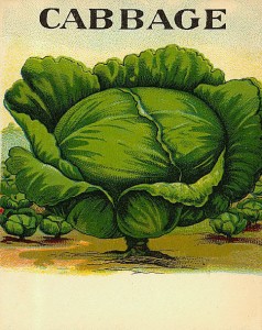 free-vintage-color-illustration-of-cabbage-image-2