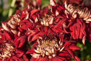 chrysanthemum display